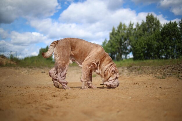 Il ritratto di un cane di razza Shar Pei durante una passeggiata in un parco annusa il terreno