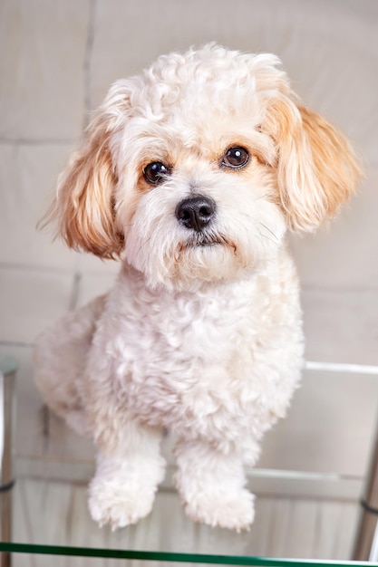 Il ritratto di un cucciolo di Maltipoo beige si trova su un tavolo di vetro nella stanza