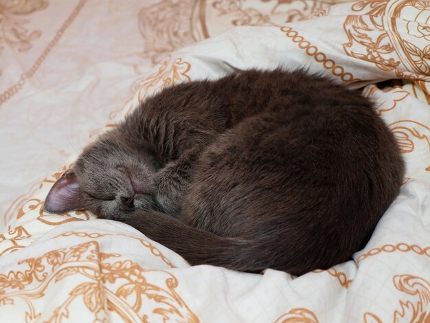 Il ritratto di un gatto grigio con strisce è sdraiato su un letto