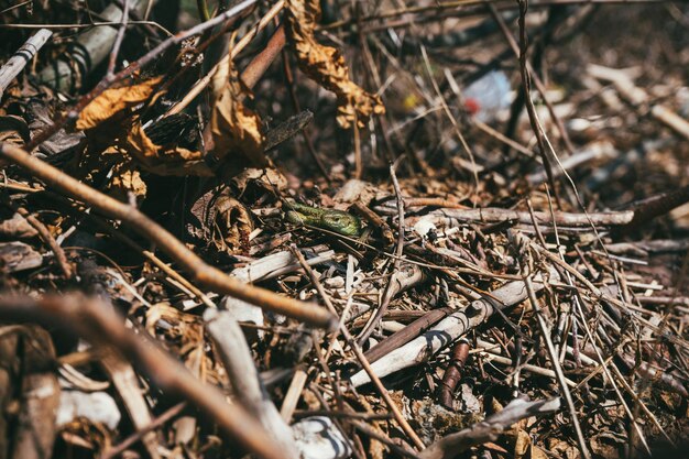 Il ritratto di una giovane lucertola di sabbia verde si gode il sole della sera su un po' di sole primaverile sull'erba