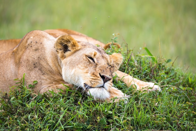 Il ritratto di una leonessa, si trova nell'erba nella savana