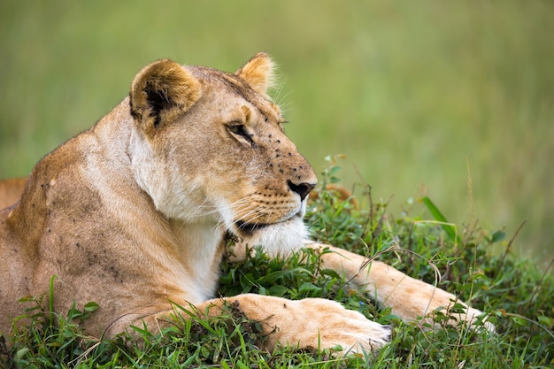 Il ritratto di una leonessa, si trova nell'erba nella savana