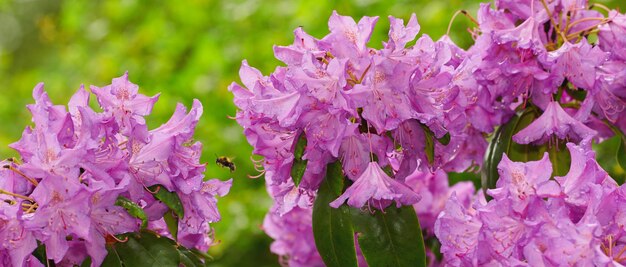 Il rododendro è un genere di 1024 specie