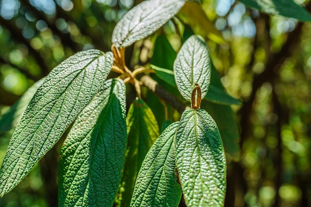 il rododendro lascia il primo piano al sole su sfondo sfocato