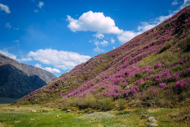 Il rododendro magico sboccia in primavera