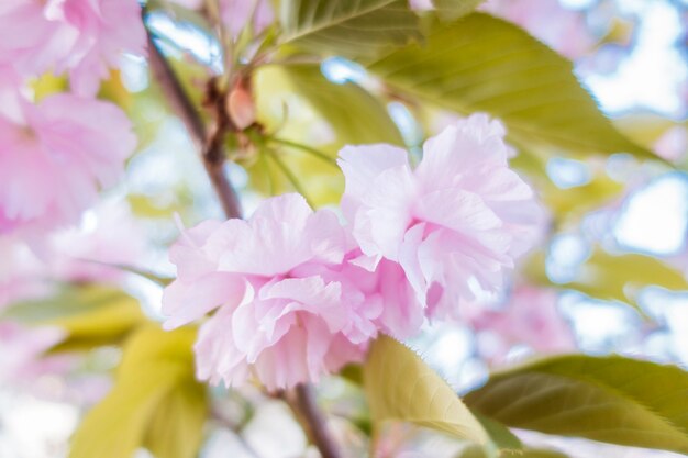 Il rosa Sakura è in fiore