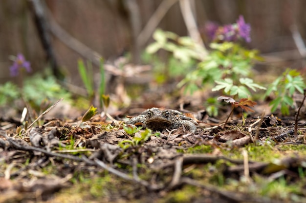 Il rospo comune si nasconde tra il fogliame secco e la vegetazione primaverile