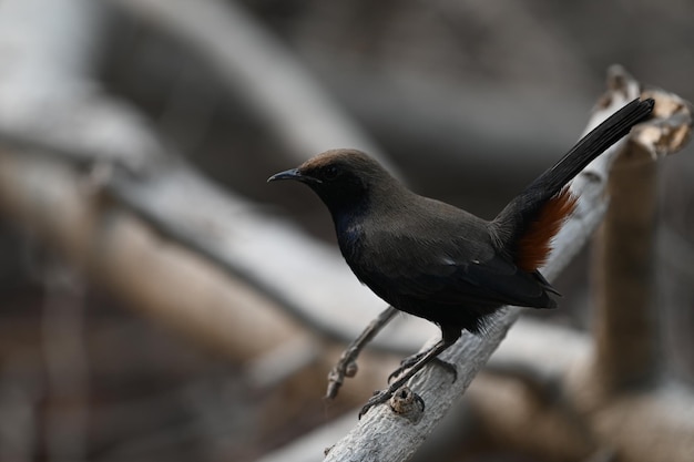 Il rossignolo indiano è una specie di uccello passerino della famiglia Muscicapidae