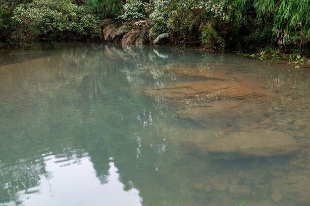 Il ruscello nella foresta primordiale è molto piatto e limpido