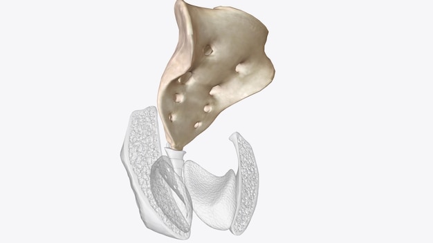 Il sacro è l'osso triangolare appena sotto le vertebre lombari