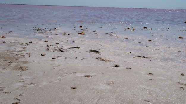 Il sale marino rosato ottenuto da microscopiche alghe unicellulari secerne minerali di betacaratina