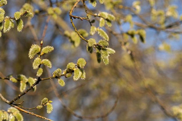 Il salice è fiorito in primavera