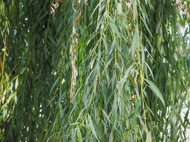 Il salice piangente verde lascia il fondo di struttura