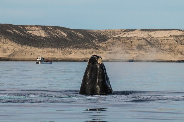 Il salto delle balene nella penisola ValdesPuerto Madryn Patagonia Argentina