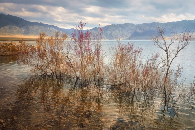 Il saxaul in fiore è inondato d'acqua nella steppa montuosa del Kazakistan