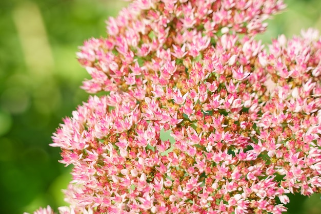 Il sedum succulento rosa appare sfocato su sfondo verde