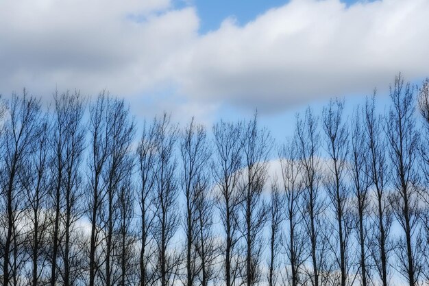 Il segnalino Albero di un tipo Albero pianta universale in tutti i tipi e forme