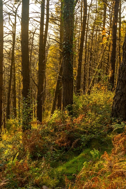 Il sentiero al tramonto del Monte Adarra nella città di Urnieta vicino a San Sebastian, Gipuzkoa