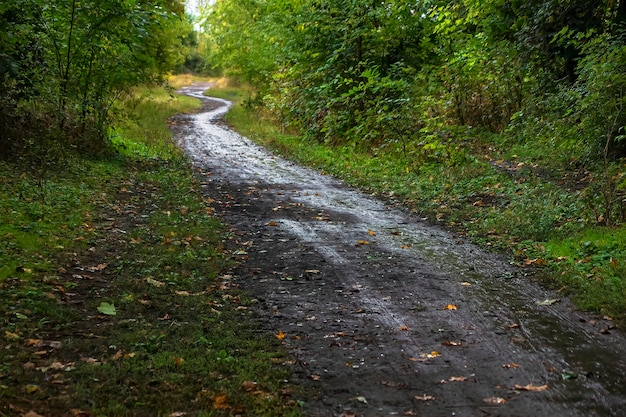 Il sentiero bagnato va in lontananza sullo sfondo della natura verde