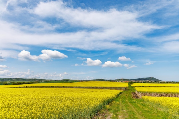 Il sentiero con erba e terra è circondato da campi con colza sotto il cielo