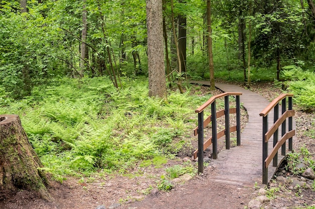 Il sentiero conduce a un piccolo ponte di legno su un ruscello nella foresta estiva