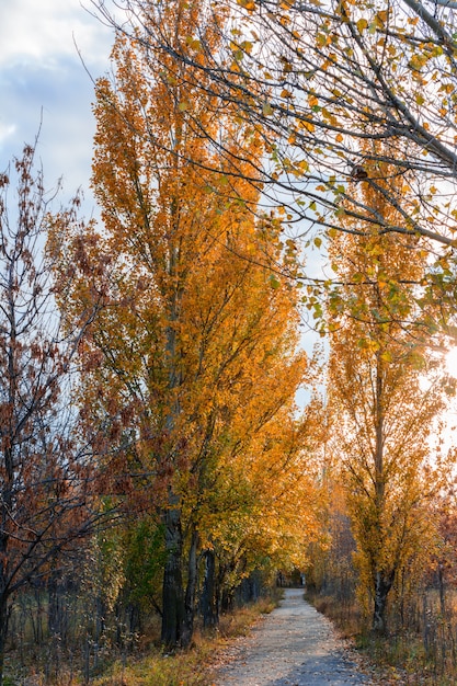 Il sentiero della città disseminato di foglie gialle, arancioni e rosse cadute. Paesaggio autunnale.