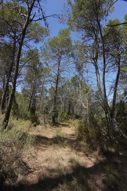 Il sentiero è fiancheggiato da alberi e gli alberi sono fiancheggiati da pini.