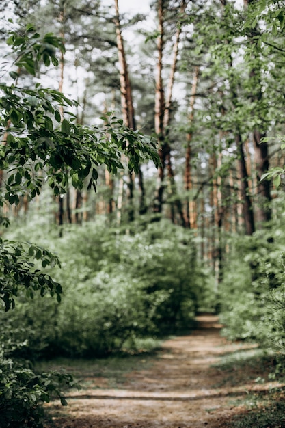 Il sentiero forestale degli alberi vede la luce del boschetto dall'aria fresca del cielo