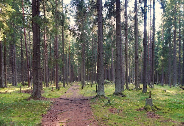 Il sentiero nel bosco di abeti rossi, lasciando nella boscaglia, le radici degli alberi sorpassano il sentiero, la mattina d'estate