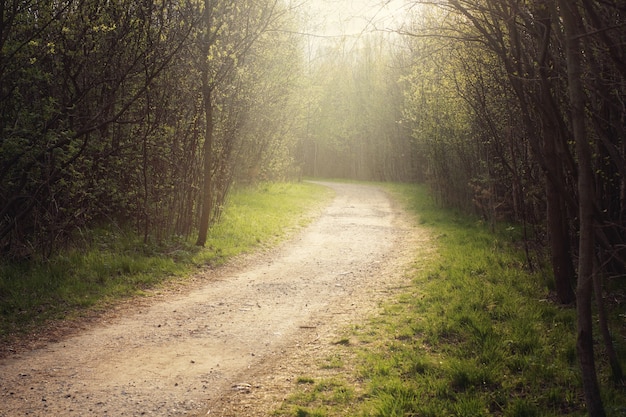 Il sentiero nel bosco, lasciandosi alle spalle la svolta, illuminato dal sole del mattino.