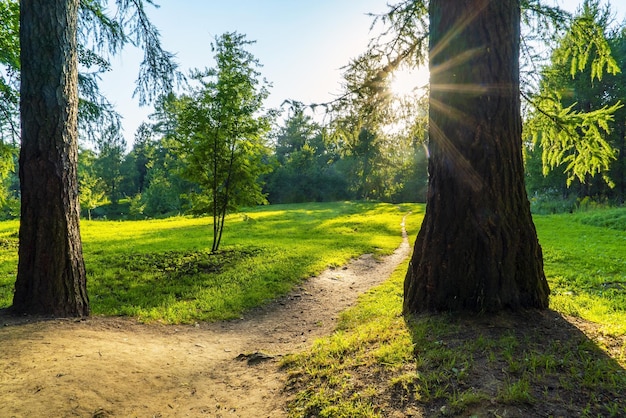 Il sentiero nel bosco si apre su una radura soleggiata Vsevolozhsk regione di Leningrado