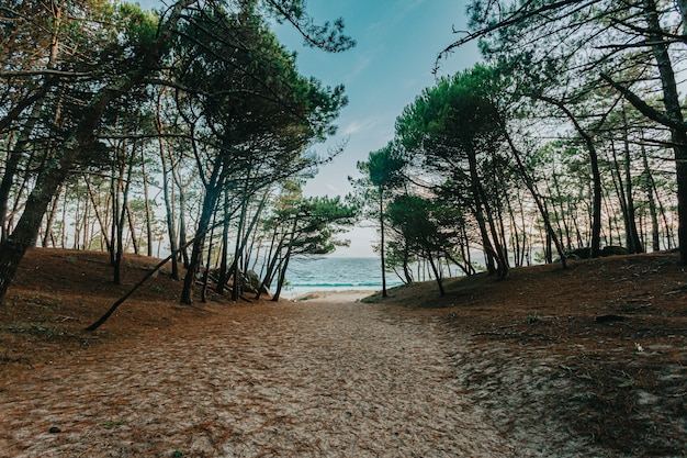 Il sentiero per la spiaggia circondato da alberi