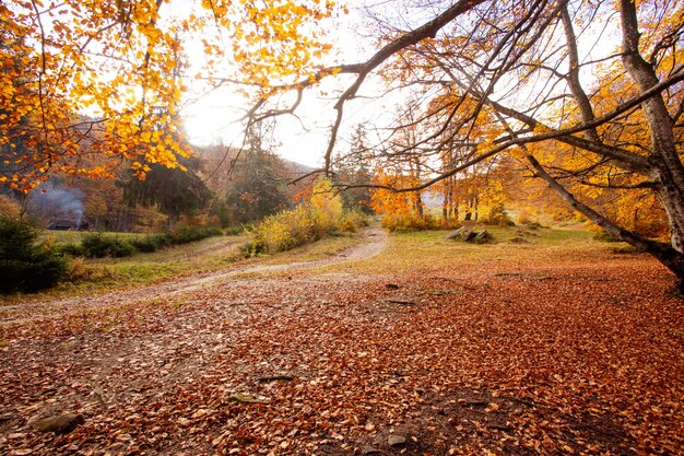 Il sentiero sale nel bosco autunnale