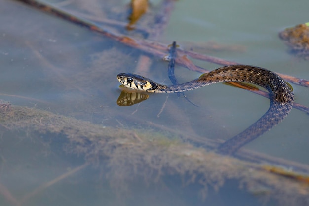 Il serpente dal collare Natrix natrix a volte chiamato serpente dagli anelli o serpente d'acqua