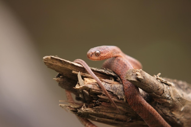 il serpente fanghiglia con la chiglia Pareas carinatus è relativamente diffuso nel sud-est asiatico