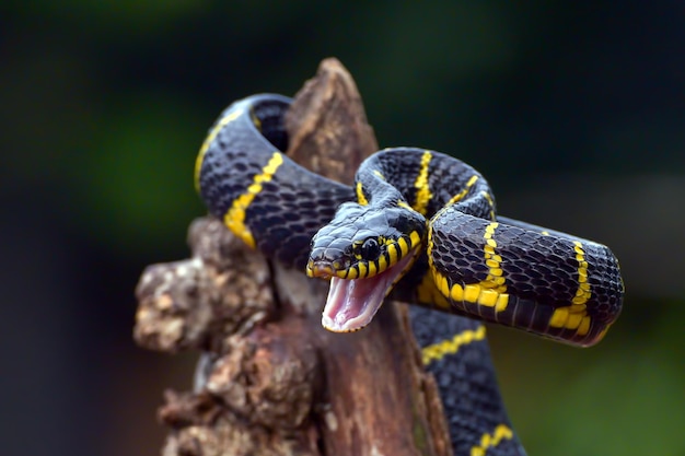 Il serpente gatto dagli anelli d'oro in posizione di attacco