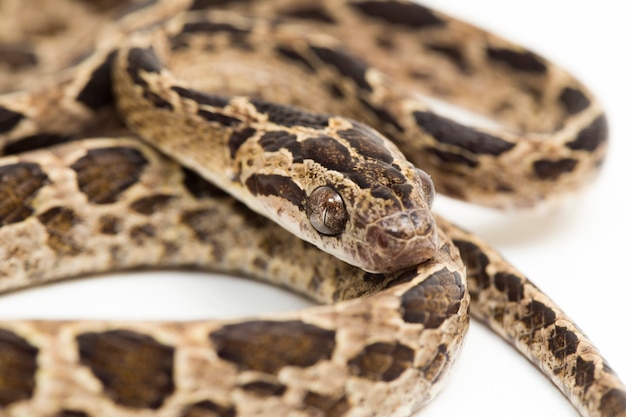 Il serpente gatto manyspotted Boiga multomaculata isolato su sfondo bianco