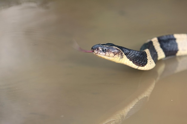Il serpente krait fasciato è velenoso e il suo morso può essere mortale per l'uomo