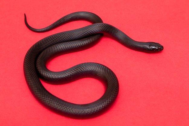 Il serpente nero messicano fa parte della più ampia famiglia di serpenti colubridi e una sottospecie del serpente reale comune.