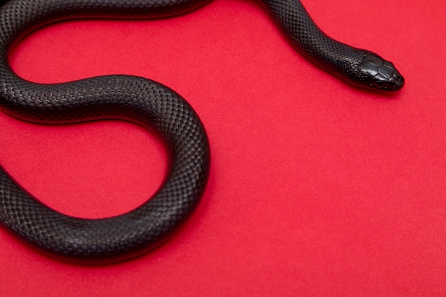 Il serpente nero messicano fa parte della più ampia famiglia di serpenti colubridi e una sottospecie del serpente reale comune.