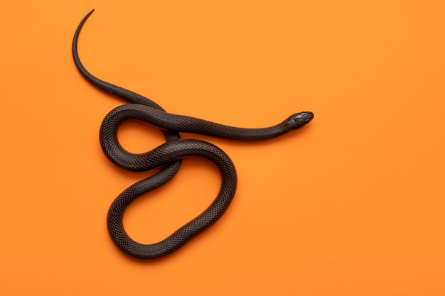 Il serpente nero messicano