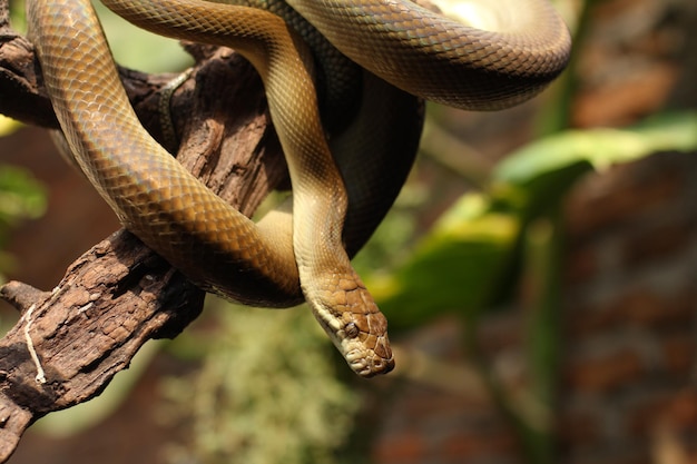 Il serpente pitone Patola noto anche come pitone macchia è una specie di serpente non velenoso