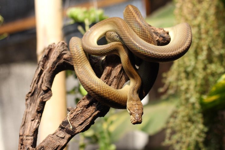 Foto il serpente pitone patola noto anche come pitone macchia è una specie di serpente non velenoso