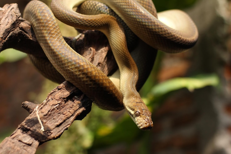 Foto il serpente pitone patola noto anche come pitone macchia è una specie di serpente non velenoso
