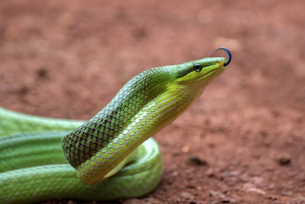 Il serpente ratto arboreo in posizione difensiva