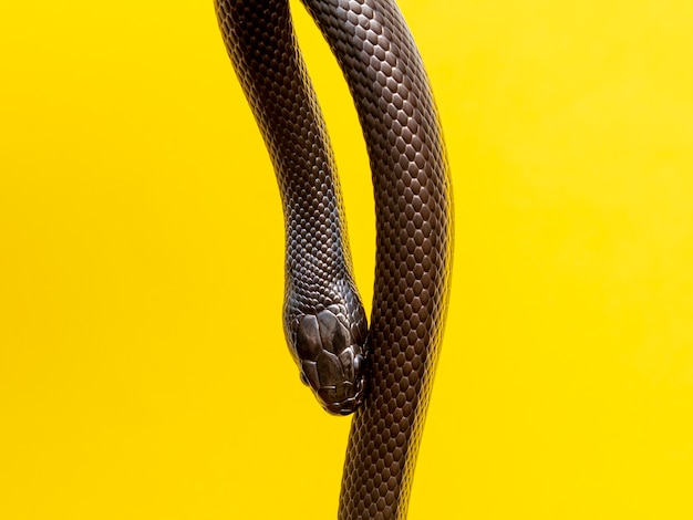 Il serpente reale nero messicano (Lampropeltis getula nigrita) fa parte della più ampia famiglia di serpenti colubridi e una sottospecie del serpente reale comune.