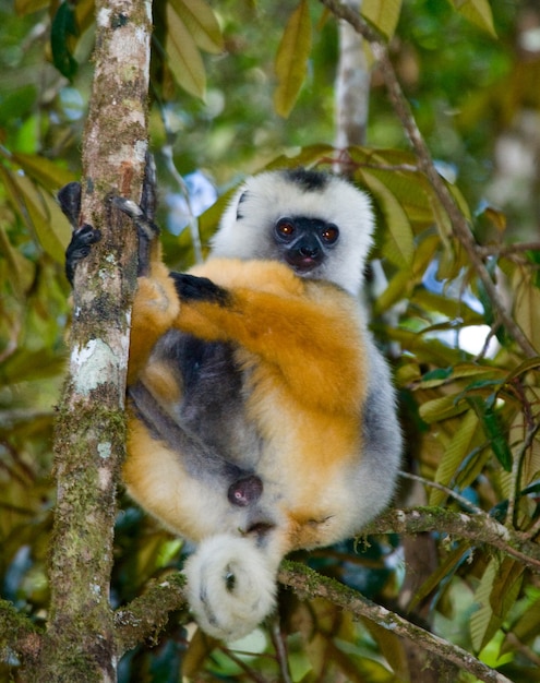 Il sifaka diademato è seduto su un ramo