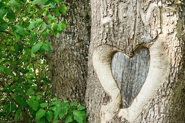 Il simbolo naturale di San Valentino a forma di cuore su un tronco d'albero