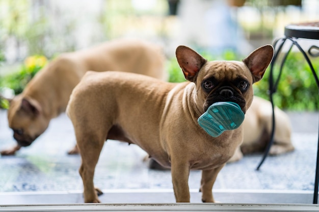 Il simpatico bulldog francese porta le scarpe per il suo proprietario