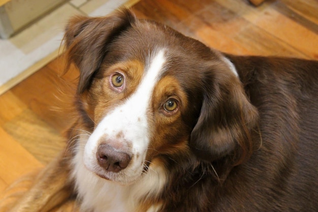 Il simpatico cane guarda negli occhi